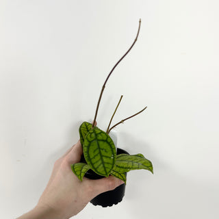 Hoya callistophylla 'Vena' [#1726]