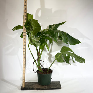 Monstera deliciosa var. borsigiana albo-variegata [#1852]