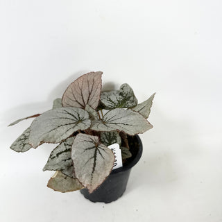 Begonia 'Rice Paper' [#1939]