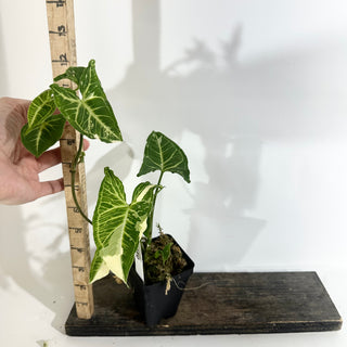 Z-5019 - Syngonium podophyllum 'Batik' variegata