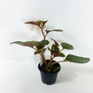Begonia cucullata (variegated) [#2491]