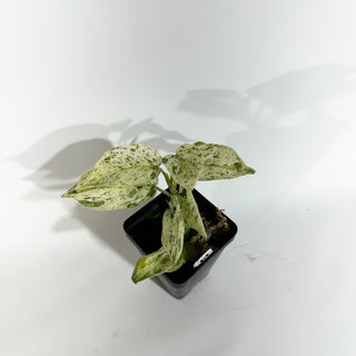Z-4898 - Scindapsus pictus ‘Mangurai’ variegated