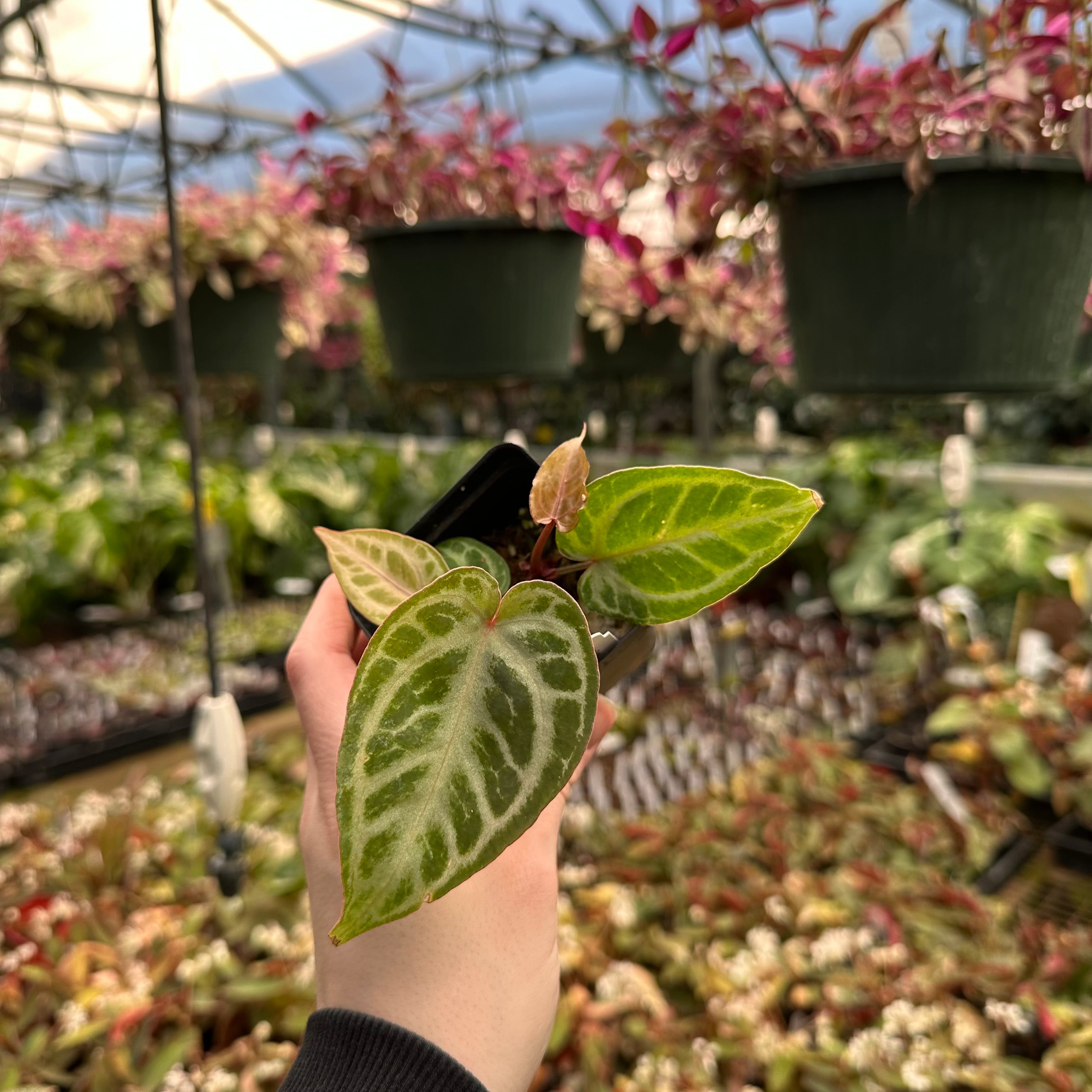 anthurium dreamweaver Anthurium 'Tezula Dreamweaver'/dorayaki x self