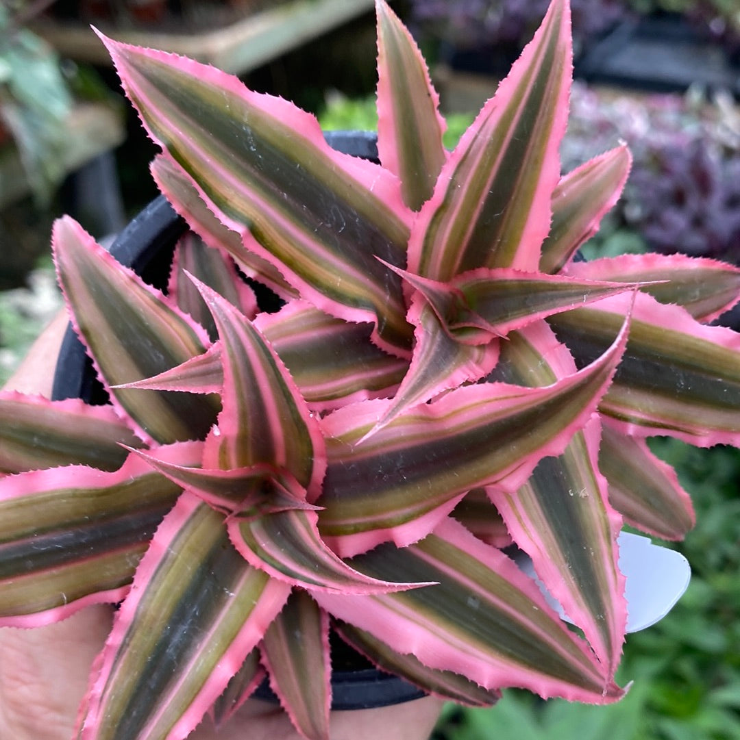 is cryptanthus a succulent Cryptanthus bivittatus ‘Pink Star’