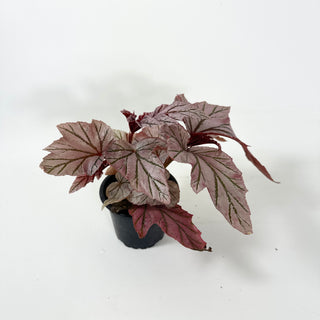 Begonia 'Lamoon' [#1986]