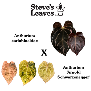 Anthurium carlablackiae x 'Arnold Schwarzenegger' - 2 Seedlings [#1623]