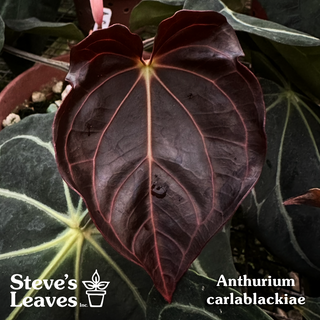 Anthurium carlablackiae x 'Arnold Schwarzenegger' - 2 Seedlings [#1623]