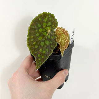 Begonia chlorosticta [#1732]