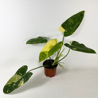 Philodendron 'Jose Buono' (Texas Form) [#2433]