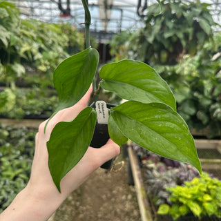 Philodendron tenue aff.
