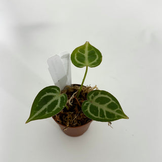 Anthurium 'Brielle'/'Michelle' x self - 2 Seedlings [#1175]