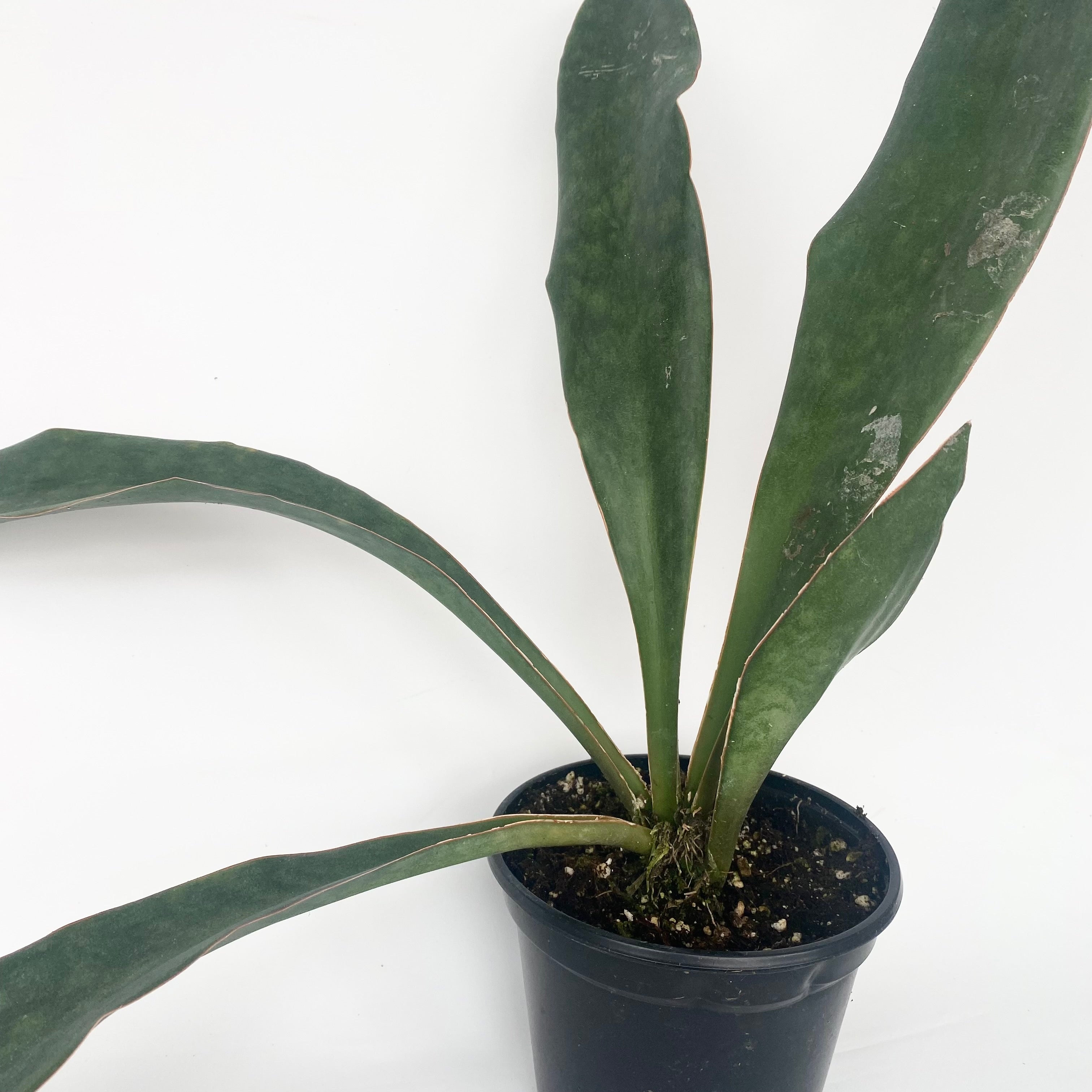 sansevieria grandis Sansevieria subspicata 'Rosea Grandis'