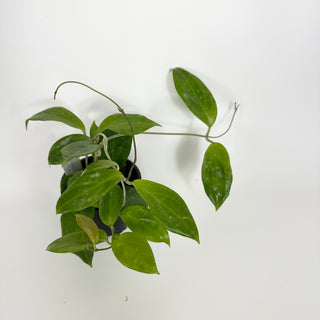 Hoya persiciana [#2192]