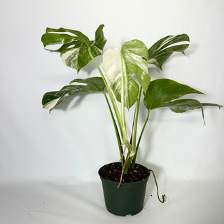 Z-4836 - Monstera deliciosa var. borsigiana albo-variegata