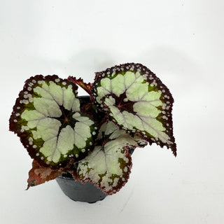 Begonia 'Dolce Vita' [#2100]