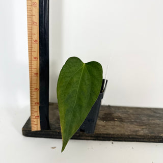 Anthurium 'Prince of Darkness' x indo portillae [#2083]