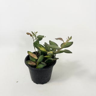 Hoya sp. aff. burtoniae (variegated) [#1819]