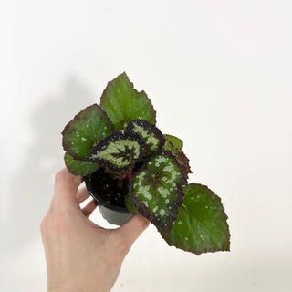Begonia 'Randy MK2' [#2134]