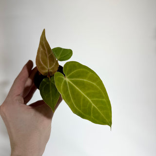 Anthurium magnificum/crystallinum x 'Prince of Darkness' - Seedling [#1900]