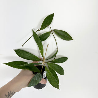 Hoya PMP 173-B [#2283]