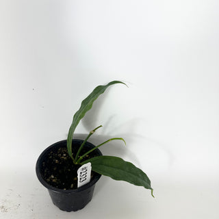 Hoya medinillifolia [#2323]