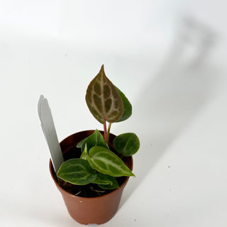 Anthurium 'Brielle'/'Michelle' x self - 2 Seedlings [#1712]