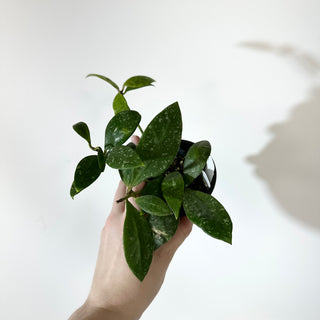 Hoya rundumensis (splash) [#2139]