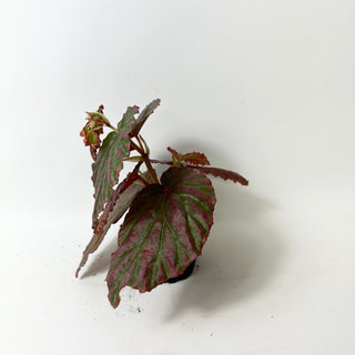 Begonia "Crazy Pink" [#2012]