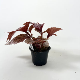 Begonia 'Lamoon' [#1986]