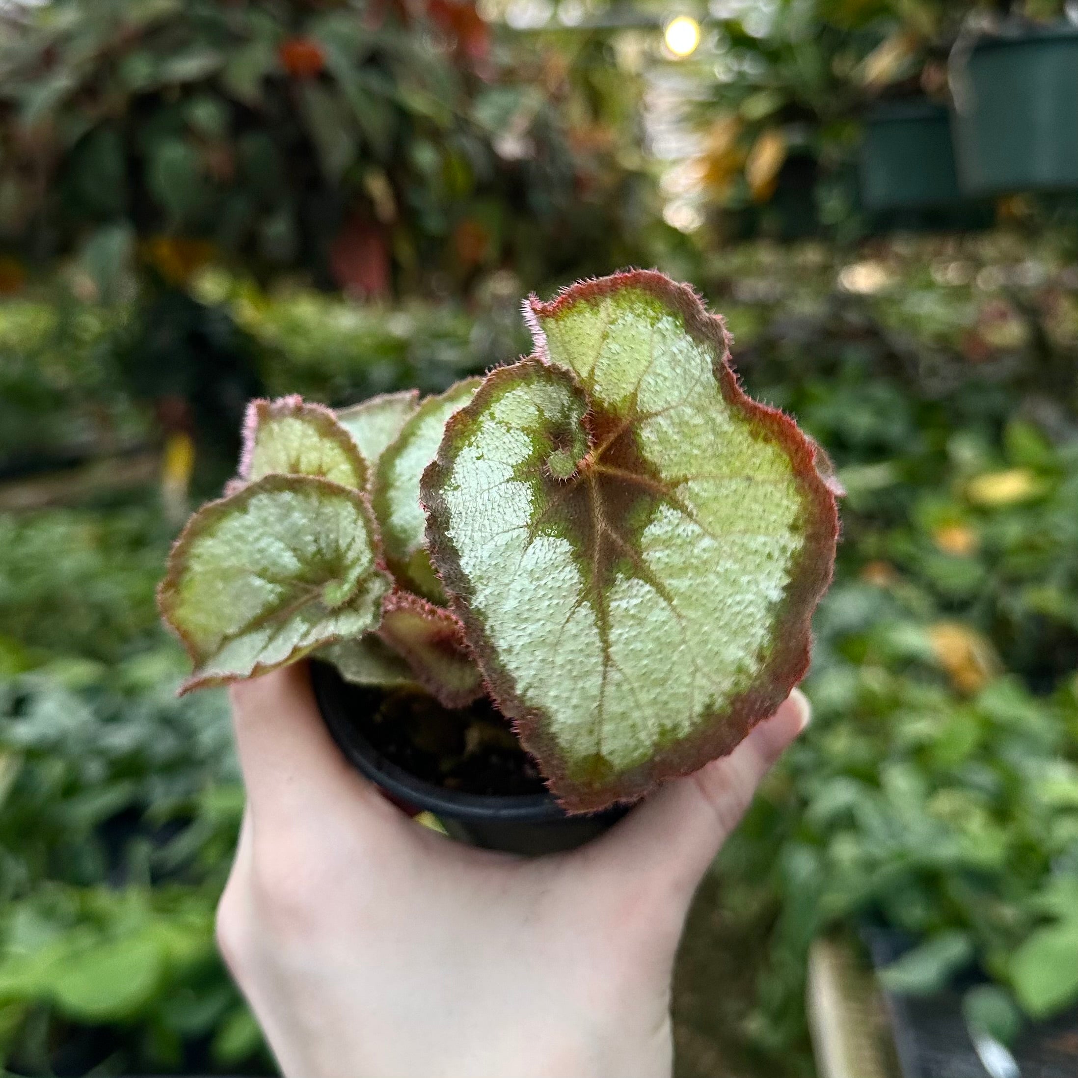 begonia succulent Begonia 'Escargot'