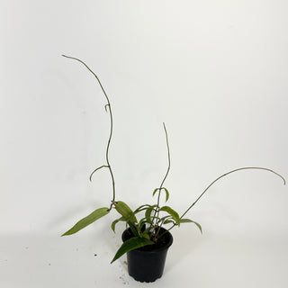 Hoya bordenii [#2201]