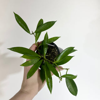 Hoya stoneana [#2023]