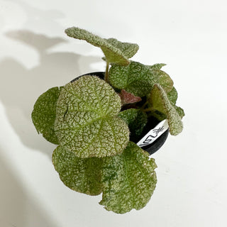 Begonia 'Steve's Leaves Dewfrost' [#2018]
