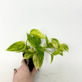Z-5156 - Epipremnum aureum 'Alta Voltagem'