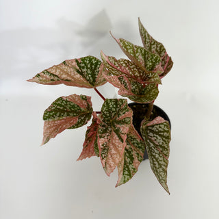 Begonia 'Snow Capped' (Variegated) [#1173]