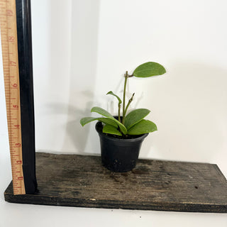 Hoya 'Ghost Fairy' [#2189]