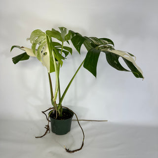 Monstera deliciosa var. borsigiana albo-variegata [#1171]