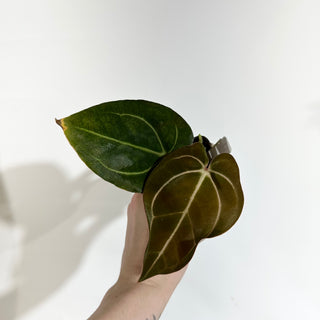 Anthurium carlablackiae x 'Arnold Schwarzenegger' - Seedling [#1990]