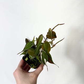 Z-4778 - Philodendron hederaceum ‘Micans Halo’