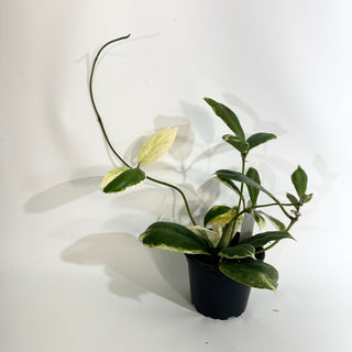 Z-4863 - Hoya incrassata "Moon Shadow"