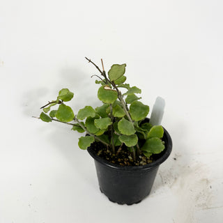 Hoya kanyakumariana [#1741]