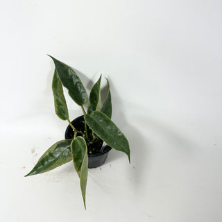 Hoya archboldiana (outer variegated) [#2030]