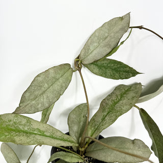 Hoya mitrata (silver) [#2122]