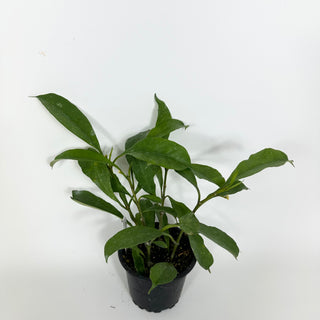 Hoya occultata [#2194]