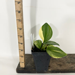 Z-4687 - Scindapsus pictus 'Rubicon'
