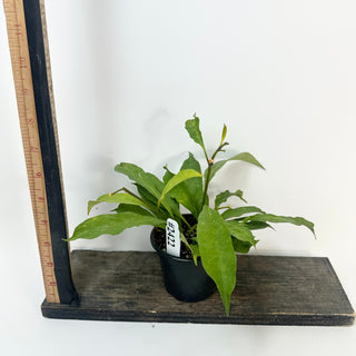 Hoya occultata "Splash" [#2422]