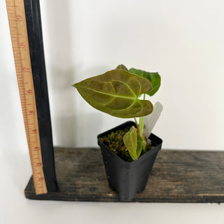 Anthurium 'Big Bertha' x 'Arnold Schwarzenegger' [#2075]