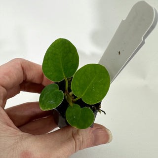 Anthurium 'Prince of Darkness' x self - 2 Seedlings [#1341]