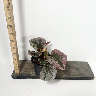 Begonia sykakiengii [#2053]
