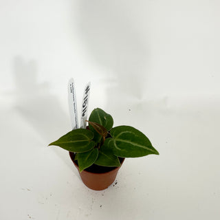 Anthurium 'Brielle'/'Michelle' x self - 2 Seedlings [#1516]